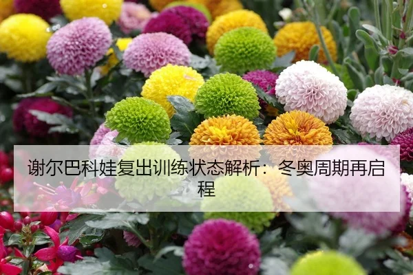 谢尔巴科娃复出训练状态解析：冬奥周期再启程